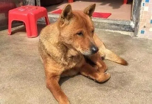 11岁老犬意外走失，寻找主人时被车撞，获救时它竟满眼泪水