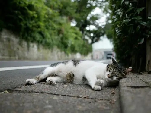 街上遇到流浪恶猫，两个巧合让铲屎官认定流浪猫是已故贵宾犬转世