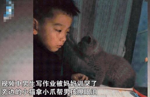 突发地震，小猫猛然直立看灯，丈夫反应过来，拉着妻子迅速跑开
