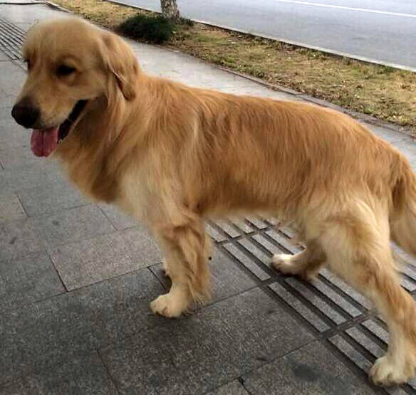 爷爷才把地瓜蒸上去,金毛就叼着小碗在一旁等待了:是我的菜呀 爷爷才把地瓜蒸上去,金毛就叼着小碗在一旁等待了:是我的菜呀