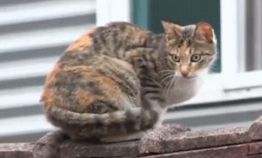 看到有人救了自己的孩子，母猫默默离开了：孩子，你不用再流浪了