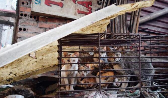 一年100万只，食猫的越南有多疯狂？