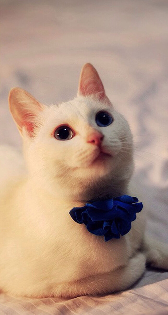 睡梦中把猫咪一脚踹到床下,猫咪“骂骂咧咧”把我吵醒 睡梦中把猫咪一脚踹到床下,猫咪“骂骂咧咧”把我吵醒