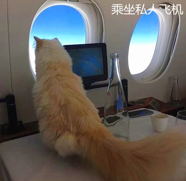 老佛爷去世,身价2亿的爱猫将继承遗产奢靡生活秒杀王可可 老佛爷去世,身价2亿的爱猫将继承遗产奢靡生活秒杀王可可