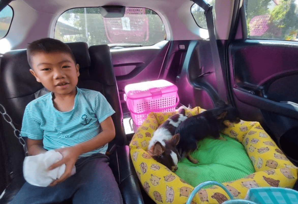狗狗绝育后麻药未退,小男孩误以为它们死了,吓得跪地痛哭 狗狗绝育后麻药未退,小男孩误以为它们死了,吓得跪地痛哭