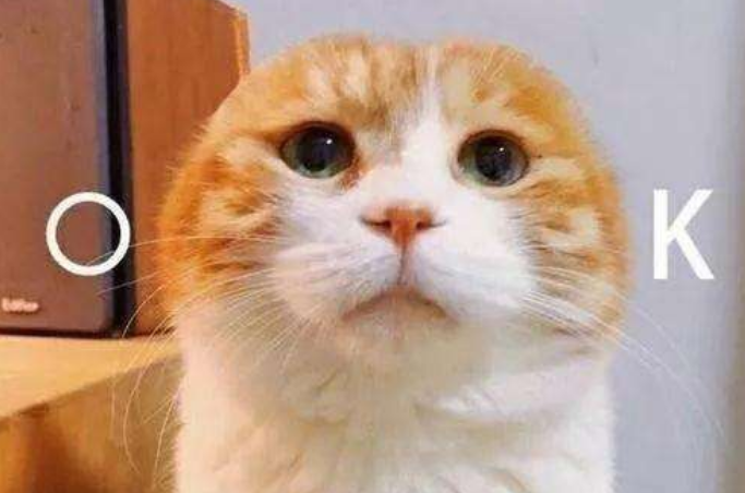 养一只猫，平均每年花费3176元，每天也才8.7元呀，不多！