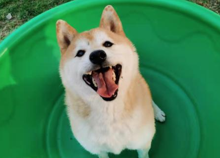 壹现场丨拍卖柴犬“登登”引发全网关注！这几个问题关系它的命运
