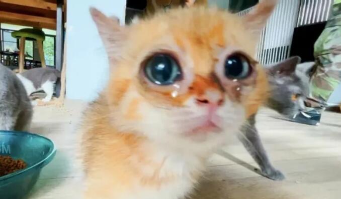 3000亿元宠物经济的背后乱象猫的子宫、身体与生命，全都是钱