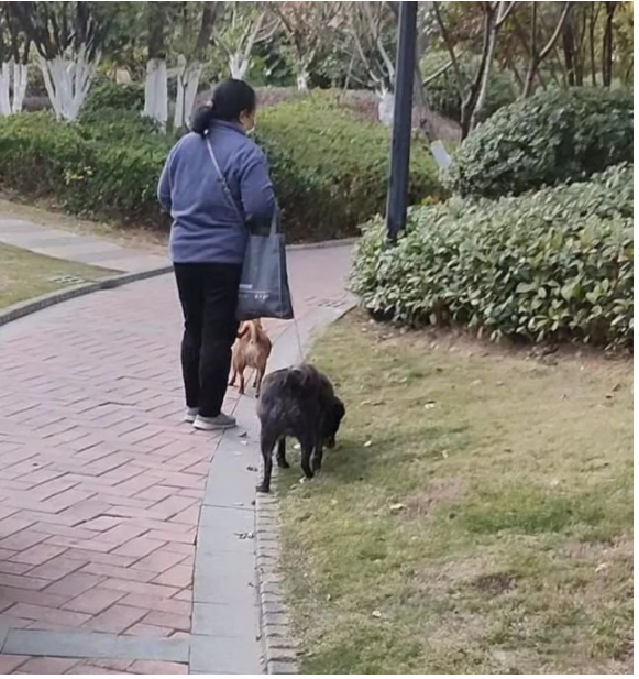武汉女子被“狗”逼到跳楼后续，狗主人身份被扒：果然，真相没这么简单