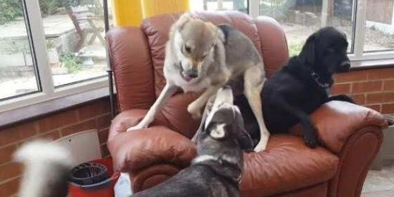 二哈和狼犬在家里争沙发，拉布拉多一脸懵圈，主人看后差点笑疯！