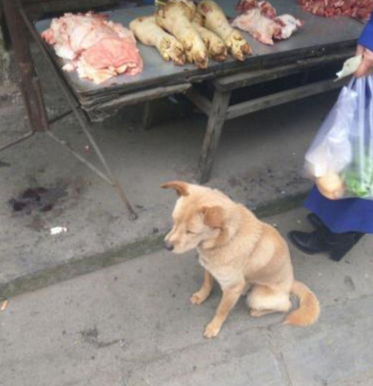 流浪土狗每天坚守猪肉摊前，仅仅是为了肉摊老板施舍一口食物！