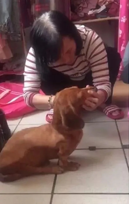瘫痪小狗“自带轮椅”独立行走