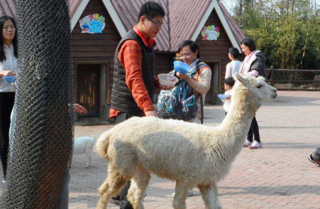 女子牵“神兽”逛街引起围观,羊驼还亲了路人,网友:它喜欢美女 女子牵“神兽”逛街引起围观,羊驼还亲了路人,网友:它喜欢美女