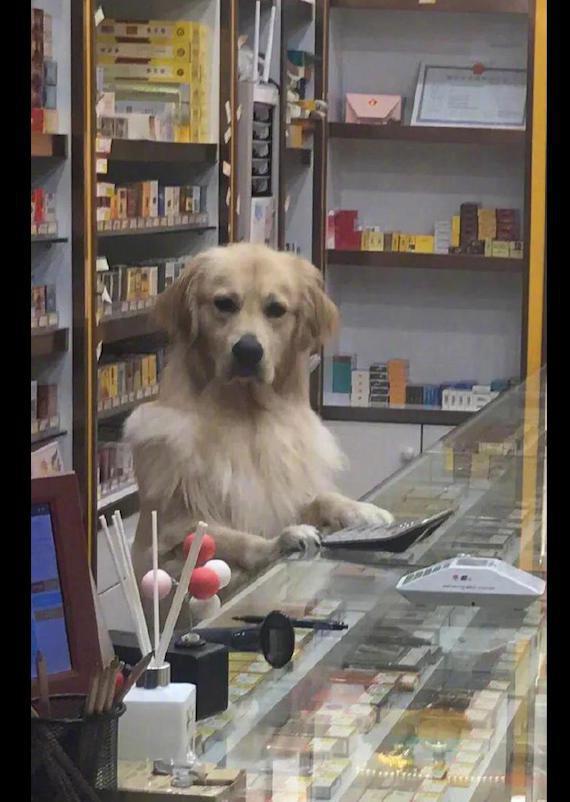 网友到店里买瓶水,却发现有只狗一本正经站在柜台边上,掌柜吗? 网友到店里买瓶水,却发现有只狗一本正经站在柜台边上,掌柜吗?