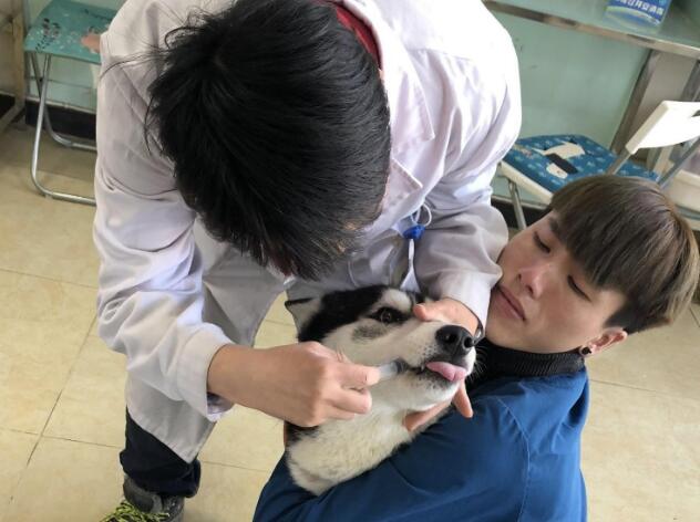 哈士奇偷吃了一整盒巧克力，医生：你是想回汪星了吗