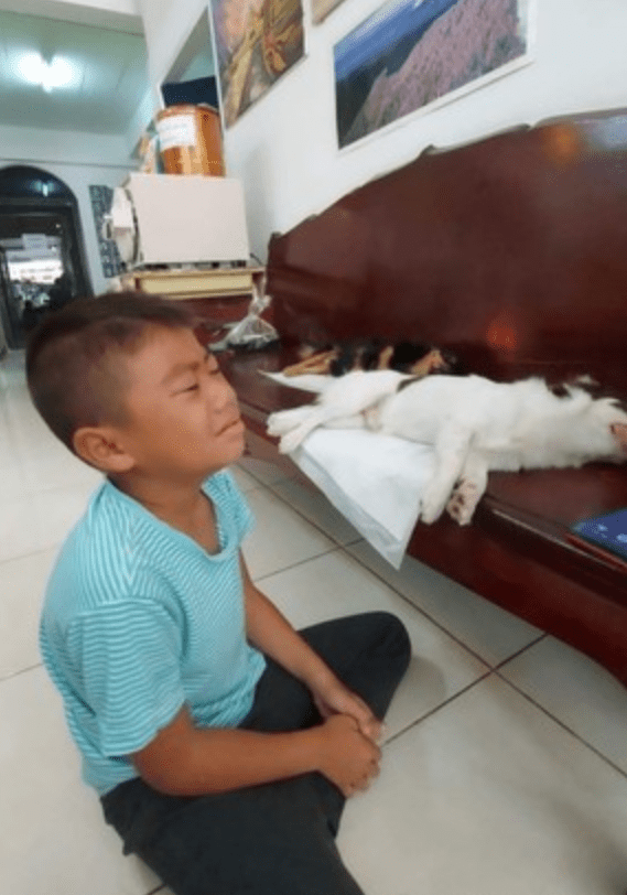 狗狗绝育后麻药未退,小男孩误以为它们死了,吓得跪地痛哭 狗狗绝育后麻药未退,小男孩误以为它们死了,吓得跪地痛哭