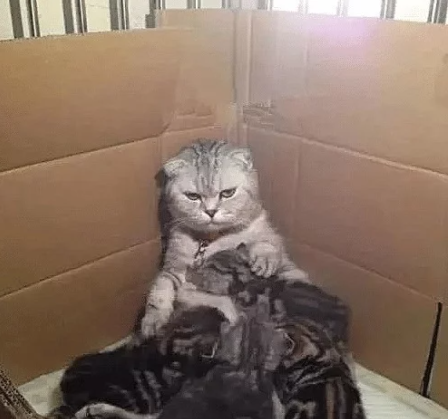 小奶猫排便后没埋，猫妈妈竟一巴掌拍了上去绝对是亲生的