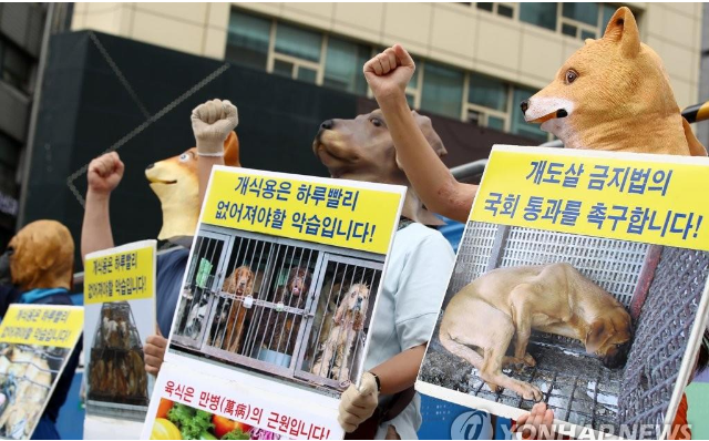 彻底禁食狗肉，韩国迈出重要一步，一半人殊死抵抗，爱狗人士沉默
