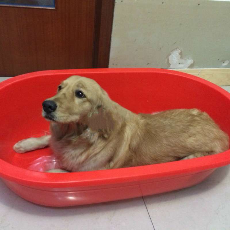 狗狗恐惧打雷躲浴缸,旁边的黑猫弟弟:不要怕我陪你! 狗狗恐惧打雷躲浴缸,旁边的黑猫弟弟:不要怕我陪你!