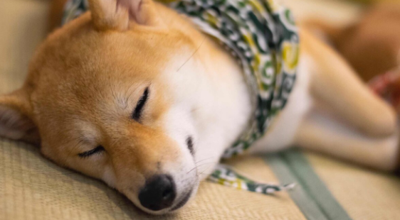 男孩儿在大门口捡到只狗狗，朋友见到：这并不是个一般的流浪犬