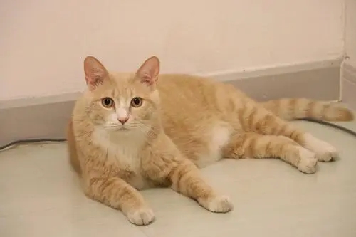 3只小猫失去妈妈，橘猫只喂亲生孩子，主人心生一计将它“说服”