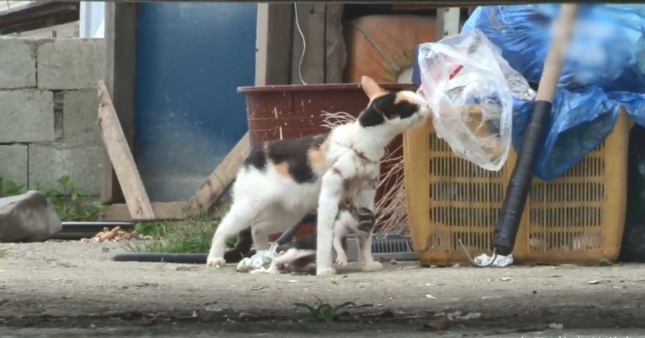 见猫咪被渔网困住了，狗狗赶忙上去报仇：叫你平时欺负我