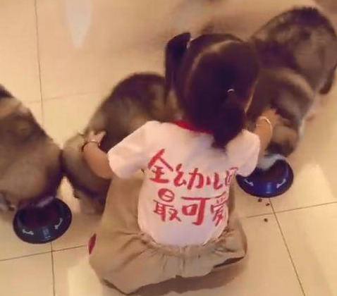 狗狗们非要挤一个盆里吃饭,可把全幼儿园最可爱萝莉给急坏了 狗狗们非要挤一个盆里吃饭,可把全幼儿园最可爱萝莉给急坏了
