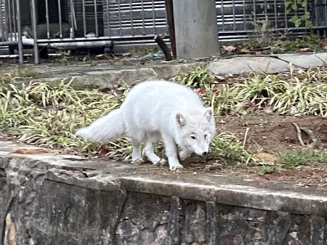 地大出现的“白狐”或为遗弃北极狐,专家建议不要靠太近 地大出现的“白狐”或为遗弃北极狐,专家建议不要靠太近