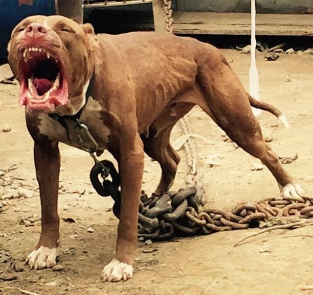 比特犬的惨状让大家以为活不了，但在好心人坚持下打脸众人！