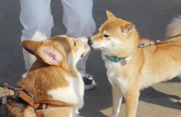 科学文明养宠 共创典范城市 嘉兴市首届萌犬文化节暨嘉职院第二届宠物文化节隆重举行