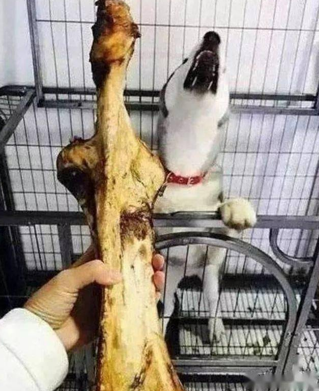 为了二哈少拆家，主人给它买了礼物，二哈眼睛都看直了