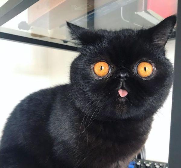 小黑猫天生“南瓜眼”，有人说它不详，唯独女孩不嫌弃，这小灯笼