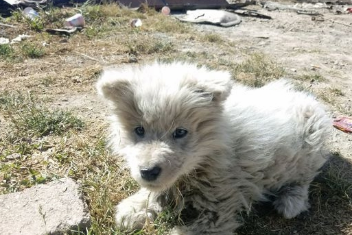 狗贩子丢完小奶狗，又去把狗妈抱来一起丢掉时，却被守林大爷遇到
