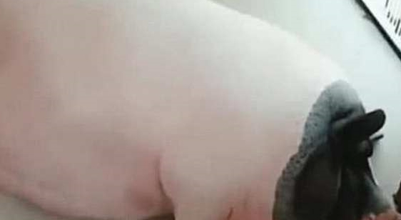 买回只宠物猪,老板称不会长大,一年后父亲发来照片主人大吃一惊 买回只宠物猪,老板称不会长大,一年后父亲发来照片主人大吃一惊