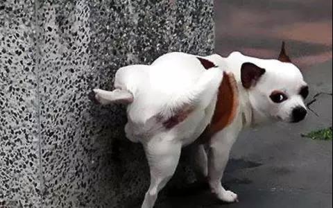 街上总出现一串奇怪的符号,竟是一只18岁高龄犬所为:行为艺术啊 街上总出现一串奇怪的符号,竟是一只18岁高龄犬所为:行为艺术啊