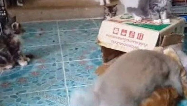 被兔子一个箭步按趴下，动都不敢动的猫咪，背后原因让人心疼