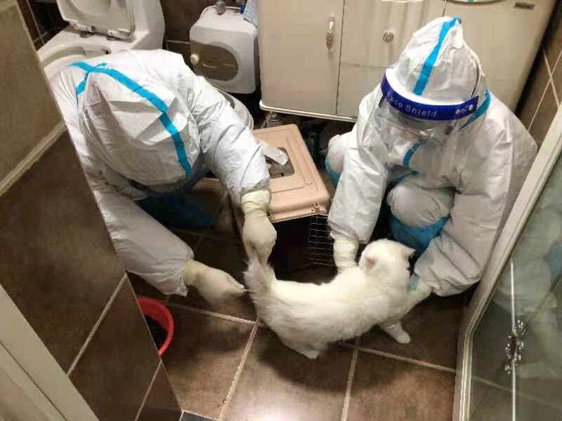 主人被隔离 成都“铲屎官”上门给萌宠喵喵测核酸 主人被隔离 成都“铲屎官”上门给萌宠喵喵测核酸
