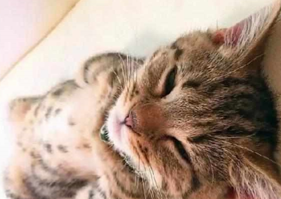 铲屎官发猫咪睡姿照,意外获得千万粉丝喜爱,小猫以睡觉而成名! 铲屎官发猫咪睡姿照,意外获得千万粉丝喜爱,小猫以睡觉而成名!