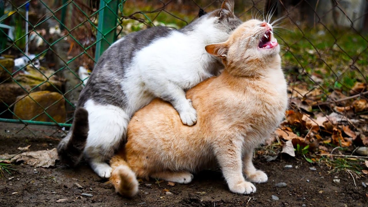 母猫交配后就攻击公猫,"穿上裤子不认人",为何会这样?