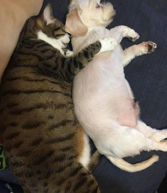 可怜小狗被大猫拥入怀中,动作乖巧但眼神出卖了它 可怜小狗被大猫拥入怀中,动作乖巧但眼神出卖了它