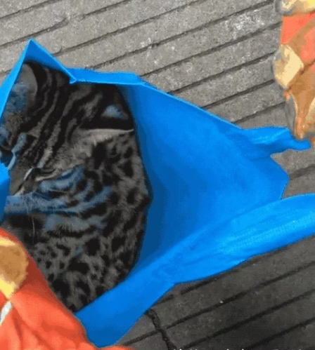 高铁站闯入一只小猫贼，消防员一看…咋又是牢底坐穿