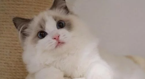 女孩买了只布偶猫，一开始妈妈很反对，后来却成了猫奴