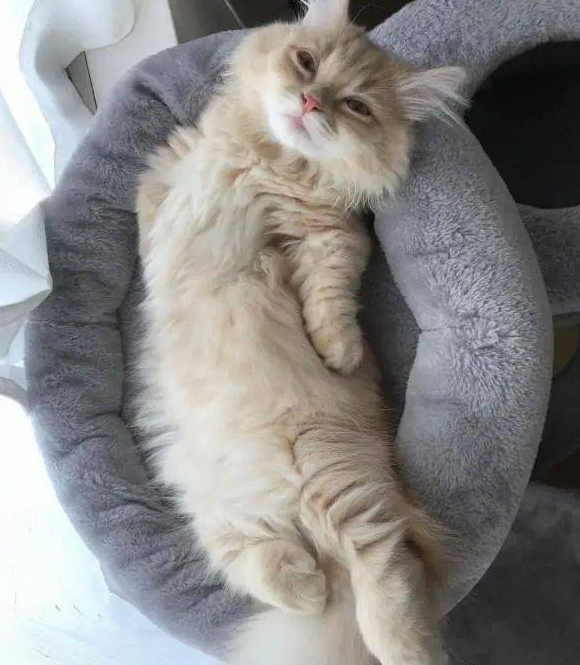 萌猫睡姿百百种,这画面让人真想埋进去深吸一口气啊! 萌猫睡姿百百种,这画面让人真想埋进去深吸一口气啊!