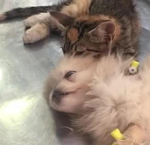猫咪按摩狗狗的头,给予它安慰,医生看到后:这猫真是暖炸了! 猫咪按摩狗狗的头,给予它安慰,医生看到后:这猫真是暖炸了!