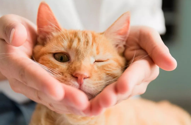 猫狗不感染人类新冠病毒,请善待其他生命! 猫狗不感染人类新冠病毒,请善待其他生命!