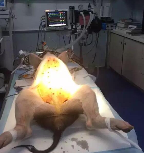 一头小香猪的绝育手术,超乎你的想象,简直就是猪的福音好嘛 一头小香猪的绝育手术,超乎你的想象,简直就是猪的福音好嘛
