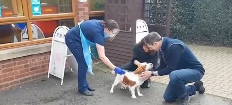 狗狗走失6年，惨被当繁殖犬，没价值后遭丢弃