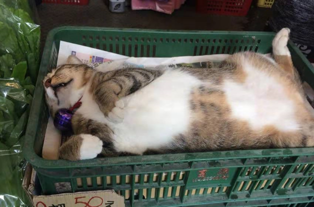 菜摊老板带猫主子来看摊，一转身猫主子睡成猪，网友：“扣工资”