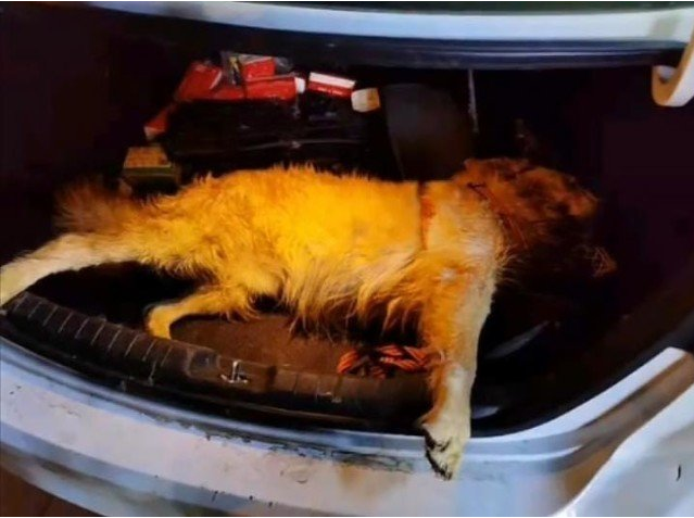 女子让爱犬“搭顺风车”被活活闷死：司机只愿赔1.5万！