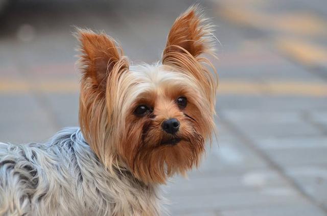 宠物犬未拴绳吓得孕妇流产,赔钱! 宠物犬未拴绳吓得孕妇流产,赔钱!